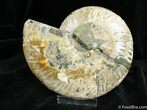 Large Inch Cleoniceras Ammonite (Half) #873-1